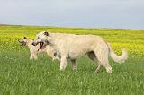 IRISH WOLFHOUND 019